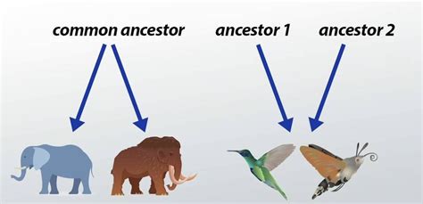 Difference Between Convergent And Divergent Evolution Learn Genius Mind