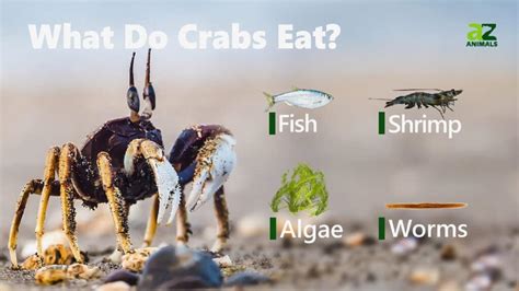 What Do Crabs Eat A Z Animals