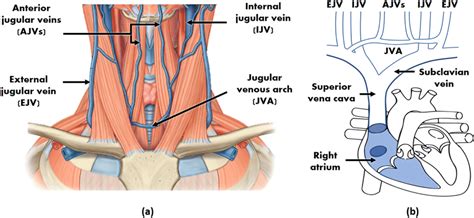 Neck Venous System Anatomy A Superficial Veins Schematic Of The