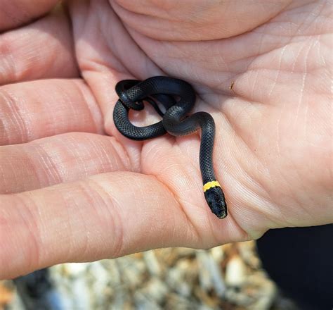 Can Anyone Identify This Snake Found In Northeast Indiana Rsnakes