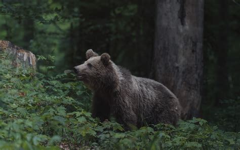 Bear In Forest Photos, Download The BEST Free Bear In Forest Stock ...