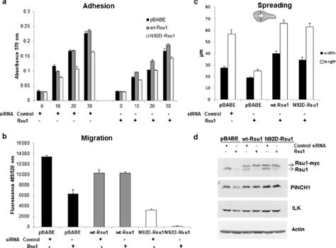 Rsu Pinch Interaction Is Required For Mcf A Migration Mcf A Cells