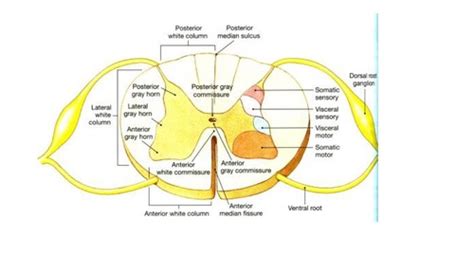 Spinal Cord And Nerves Flashcards Quizlet