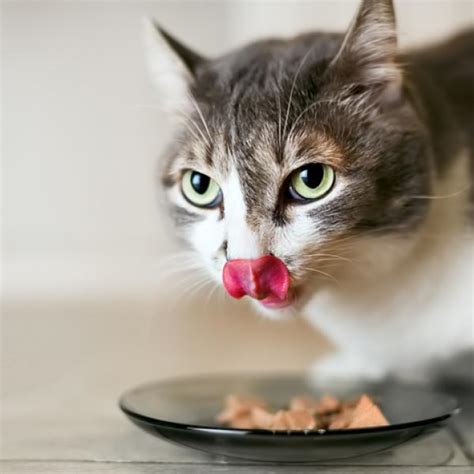 Alerta Intacto Lantano Que Come Un Gato Adulto Bulto Vela Comportamiento