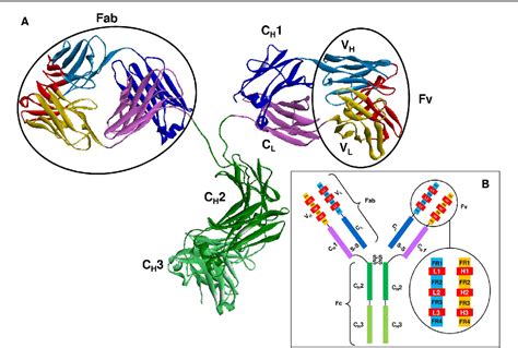 Figure From The Structural Basis Of Antibody Antigen Recognition