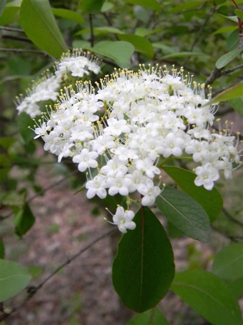 Viburnum Prunifolium Blackhaw Black Haw Blackhaw Viburnum Nannyberry Plum Leaf Viburnum