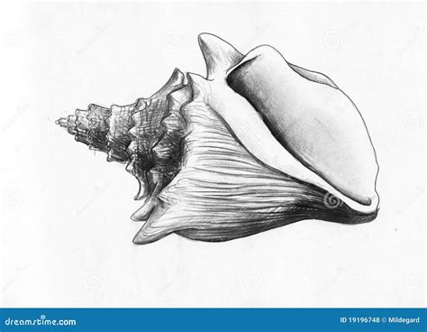 Conch Shell Drawings Drawing Shell Pen Drawings Ink Seashell Sea