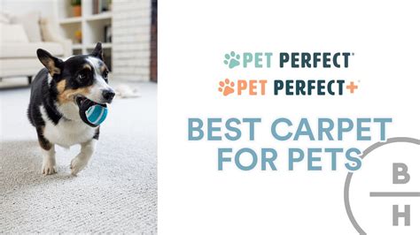 The Very Best Carpet For Pets Shaw Pet Perfect YouTube