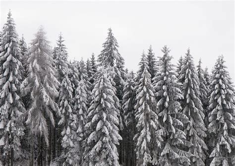 Snow pine forest background, winter | Free Photo - rawpixel