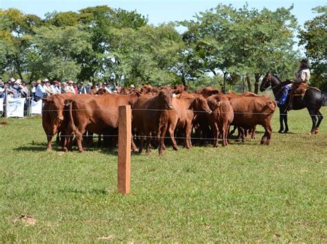 Mundial Brangus Argentina 2023 Cómo Logró La Funcionalidad Del Rodeo