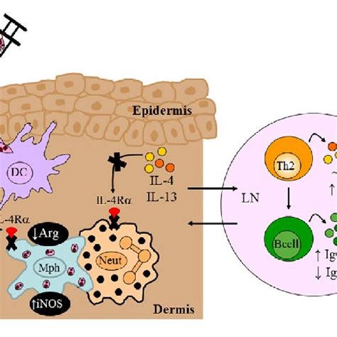 Mouse Breeding Strategy To Create Cell Specific Interleukin