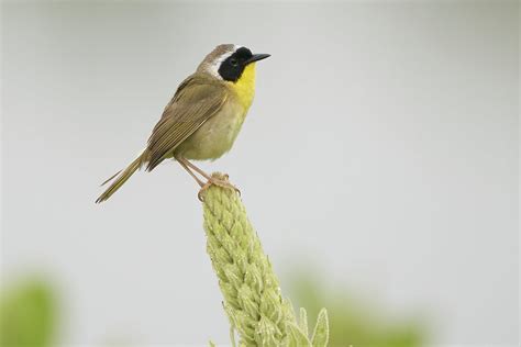 Common Yellowthroat DSC02808 Dana Siefer Flickr