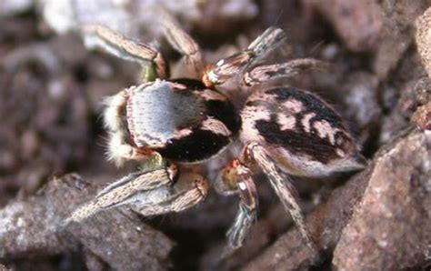 Habronattus Jumping Spiders Habronattus Spp