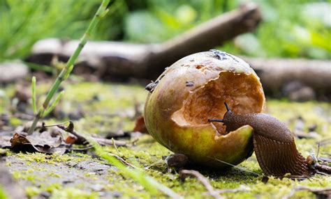 Wat Eten Naaktslakken Het Liefst Ontdek Het En Bescherm Je Tuin