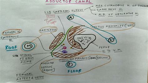 Adductor Canal Block Distribution