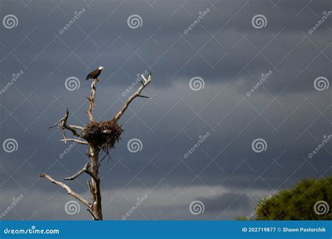 Bald Eagle On Naked Tree Above Nest Stock Image Image Of Bare Clouds