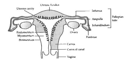 Kannada Draw A Neat Labelled Diagrammatic Sectional View Of Female R