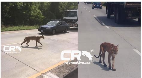 Ruta 1 entre el Cruce de Upala y el Río Tenorio tener mucha precaución