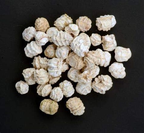 Rcs Kachariya Fresh And Dry Organically Grown Dry Kachri Rajasthani