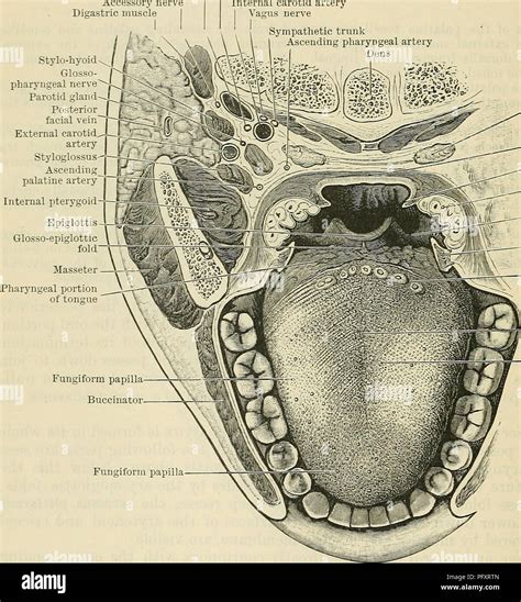 Lingual artery hi-res stock photography and images - Alamy