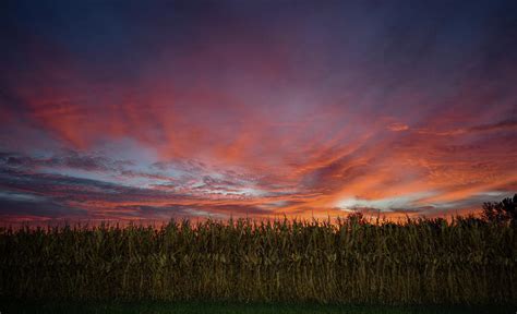 Autumn Cornrise Sunrise Over Corn Field Photograph By Teresa