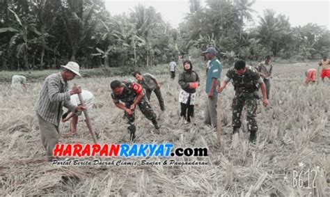 Tingkatkan Ketahanan Pangan Tni Koramil Pamarican Ciamis Tanam