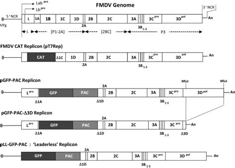 Replicon Constructs The Structure Of The Fmdv Genome Is Shown Together