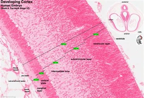 Cerebral Cortex Histology Layers