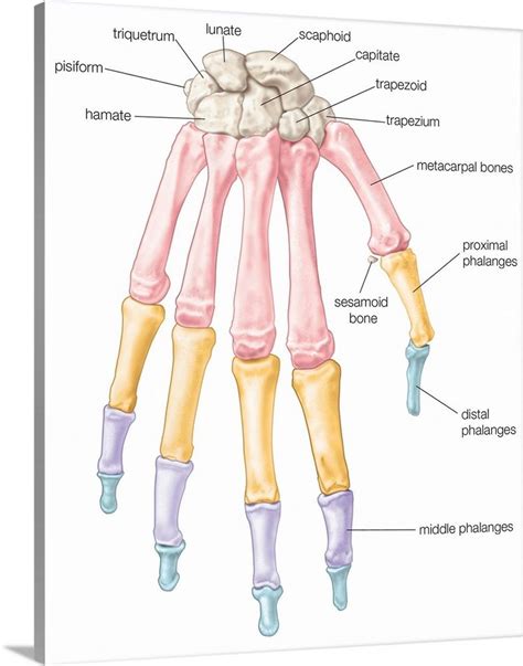 Bones Of The Wrist And Hand Dorsal View Skeletal System Human