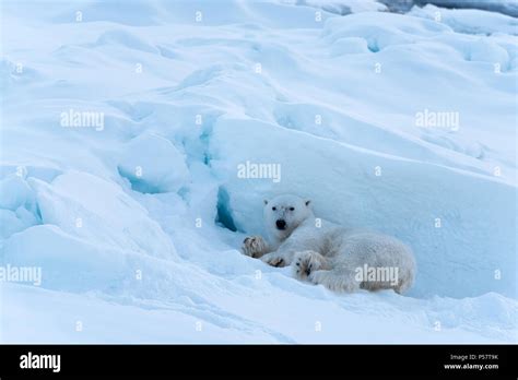 Ours Polaire Sur Un Iceberg Banque De Photographies Et Dimages Haute