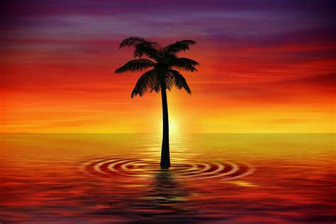 Coconut Tree Desktop Wallpapers Wallpaper Cave