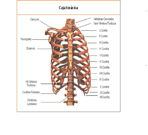 Principales Huesos Del Cuerpo Humano Huesos Del Tronco