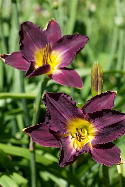 Hemerocallis Strutter S Ball Taglilie