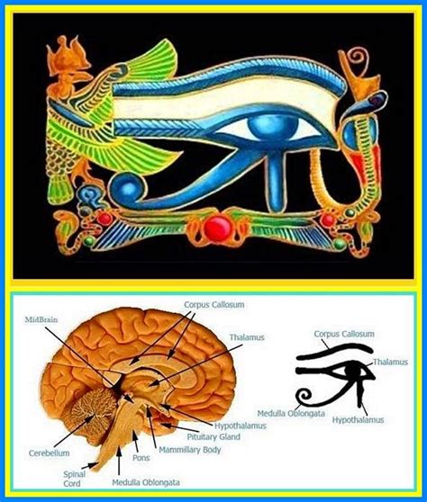 How To Raise Your Vibration The Eye Of Horusra Eye Of Horus Pineal