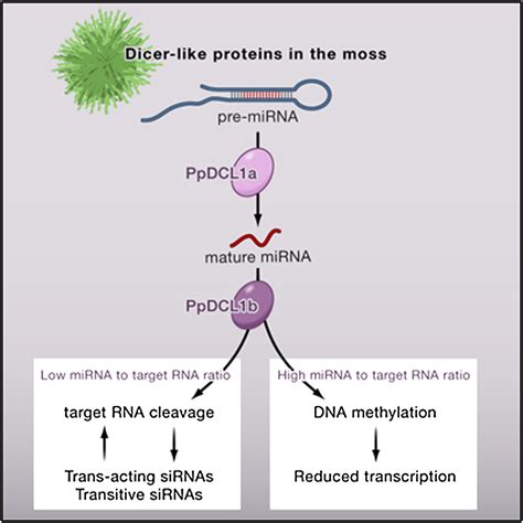 Transcriptional Control Of Gene Expression By Micrornas Cell