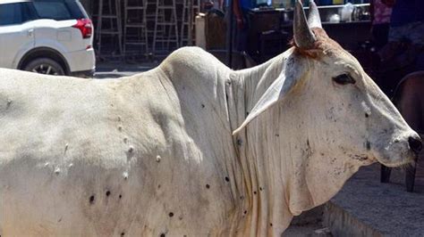 Lumpy Skin Disease In 173 Delhi Cows Minister Latest News Delhi