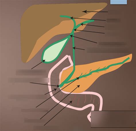 Biliary Tree Diagram Quizlet