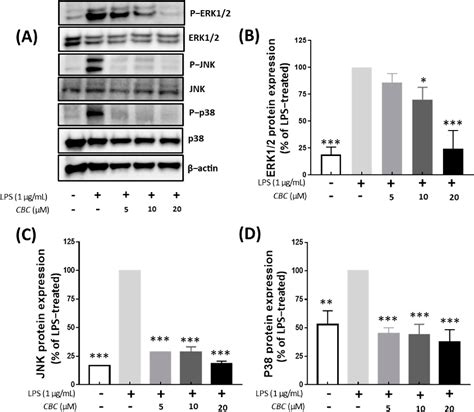 Figure 1 From In Vitro And In Vivo Anti Inflammatory Potential Of