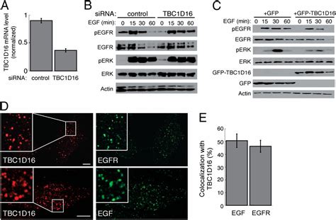 Tbc D Is A Rab A Gtpase Activating Protein That Regulates Receptor