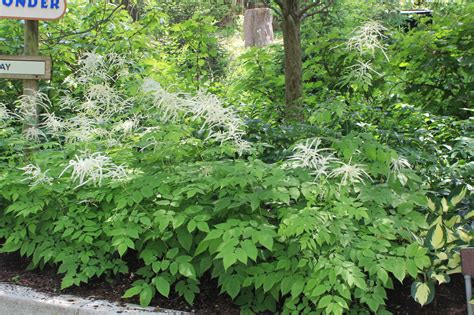 Goats Beard Native Roots