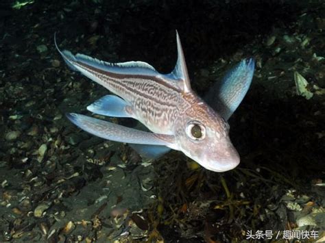 海洋深處的神秘動物 每日頭條