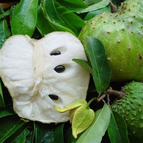 Soursop Guanabana Graviola Annona Muricata Tropical Sweet Fruit Plant