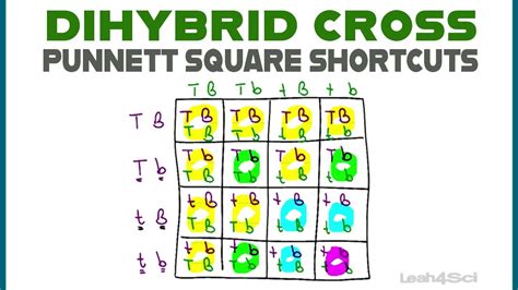 Punnett Square With Traits