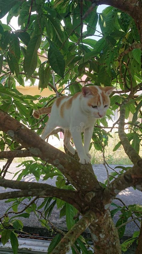 Cute Cat is Climbing a Tree Stock Image - Image of cute, bird: 268333625