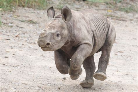 The Cincinnati Zoo And Botanical Gardens Baby Black Rhino Has Been Named