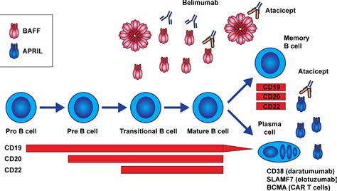 B Cells In Systemic Lupus Erythematosus From Disease Mechanisms To