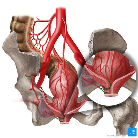 Reto Anatomia Histologia Função Composição Kenhub