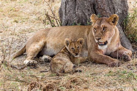 Serengeti Lions - HawkeBackpacking.com