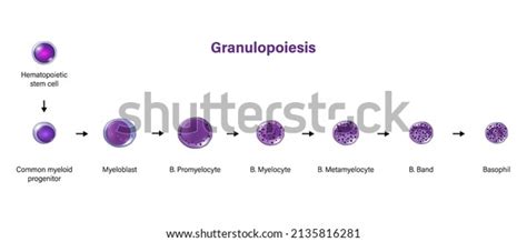 Granulopoiesis: Over 27 Royalty-Free Licensable Stock Illustrations & Drawings | Shutterstock