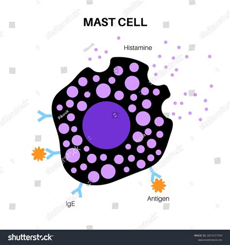 Mast Cell Icon Mastocyte Labrocyte Anatomical Stock Vector Royalty